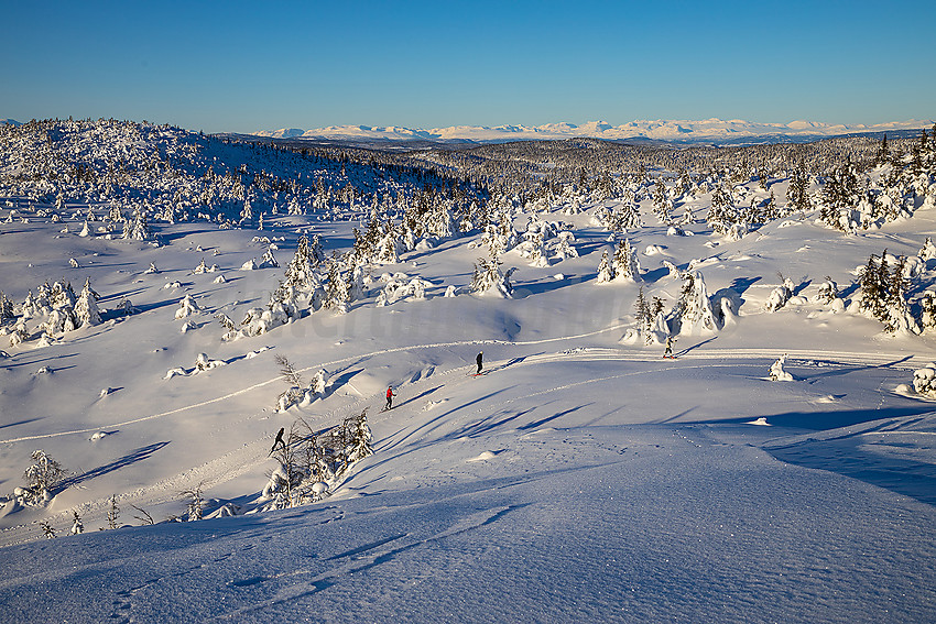 Løypenettet til Makalaus løypelag, like ovenfor Stavadalen alpinsenter.