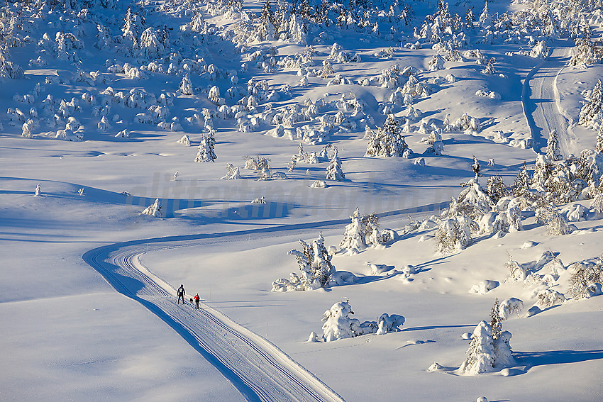 Løypenettet til Makalaus løypelag, like ovenfor Stavadalen alpinsenter.