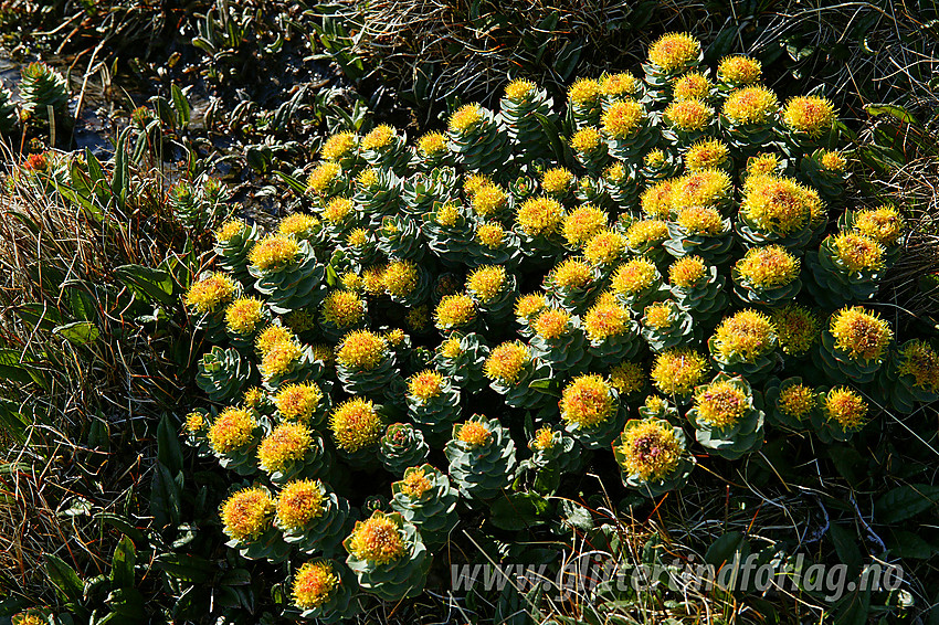 Rosenrot (Rhodiola rosea) på ca. 1600 moh på ryggen vest for Dumhøe.