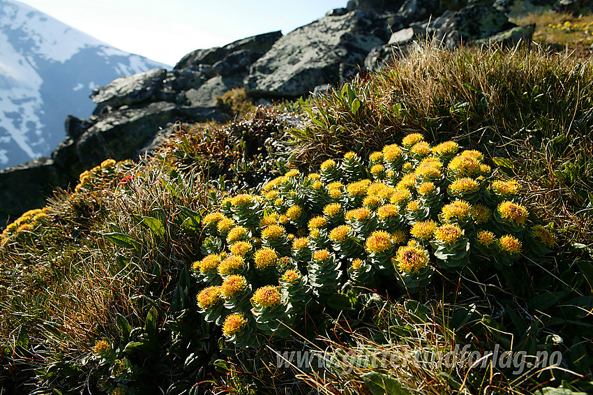 Rosenrot (Rhodiola rosea) på ca. 1600 moh på ryggen vest for Dumhøe.