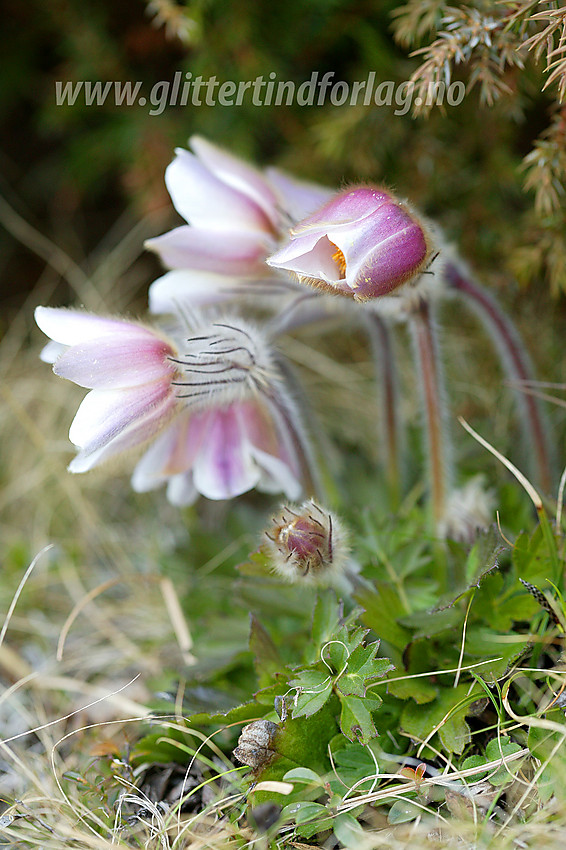 Mogop (Pulsatilla vernalis) ved bredden av Gjende en maidag.