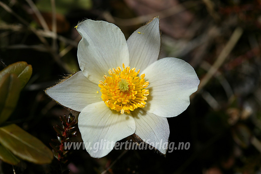 Mogop (Pulsatilla vernalis) ved bredden av Gjende en maidag.