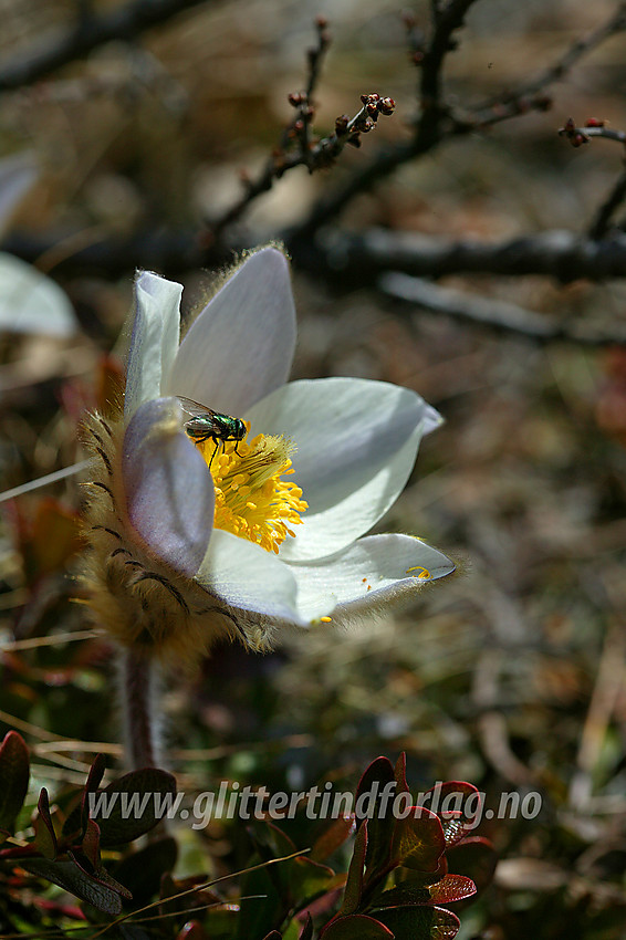 Mogop (Pulsatilla vernalis) ved bredden av Gjende en maidag.