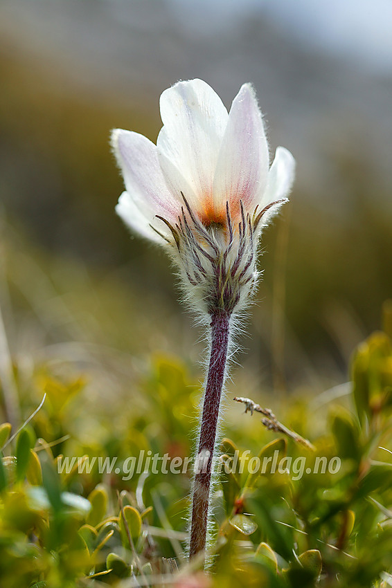 Mogop (Pulsatilla vernalis) ved bredden av Gjende en maidag.