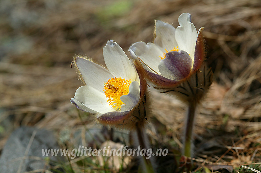 Mogop (Pulsatilla vernalis) ved bredden av Gjende en maidag.