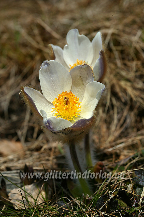 Mogop (Pulsatilla vernalis) ved bredden av Gjende en maidag.