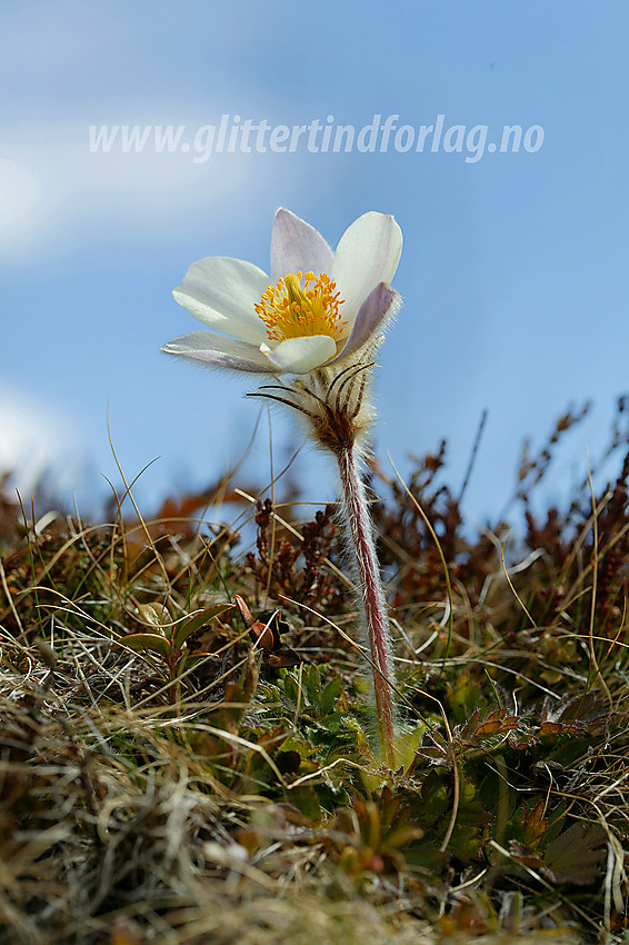 Mogop (Pulsatilla vernalis) ved bredden av Gjende en maidag.