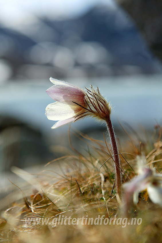 Mogop (Pulsatilla vernalis) ved bredden av Gjende en maidag.