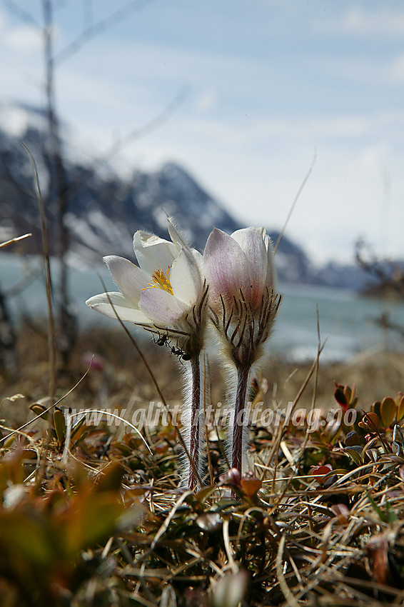 Mogop (Pulsatilla vernalis) ved bredden av Gjende en maidag.