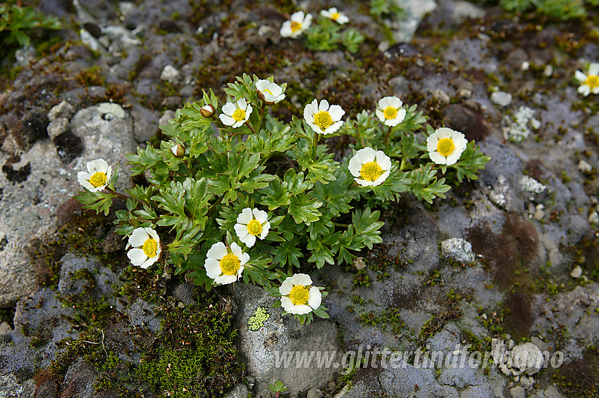 Issoleier (Ranunculus glacialis) ved Slettmarkpiggen.