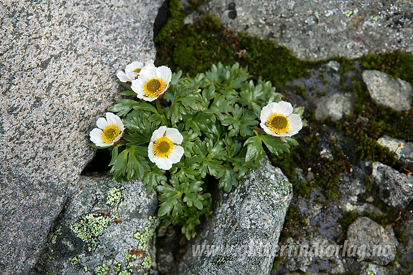 Issoleier (Ranunculus glacialis) ved Slettmarkpiggen.