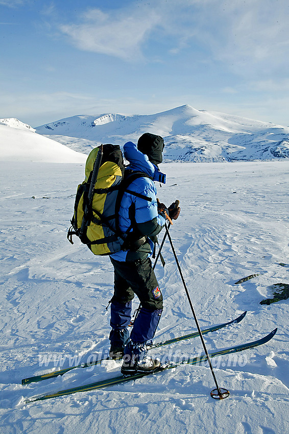 På Bessfjellet etter en vellykket skitur til Besshøe. Skiløperen på bildet skuer mot Nautgardstinden (2258 moh).