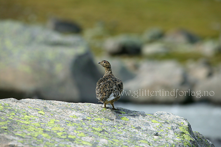 Fjellrype (Lagopus muta) i Leirungsdalen.