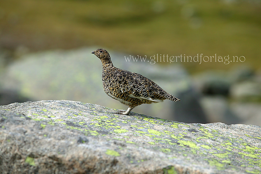 Fjellrype (Lagopus muta) i Leirungsdalen.