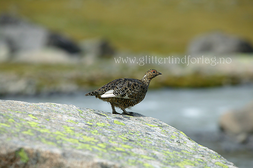 Fjellrype (Lagopus muta) i Leirungsdalen.