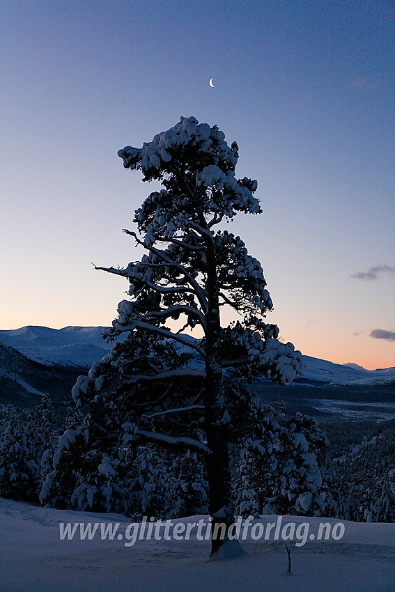 Flott vinterkledd furu i Sjodalen, oppunder Hindsæterkampen.