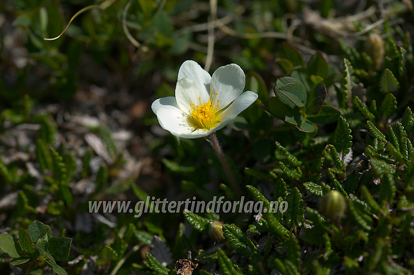 Reinrose (Dryas octopetala) ved stien over Raudhamran. 