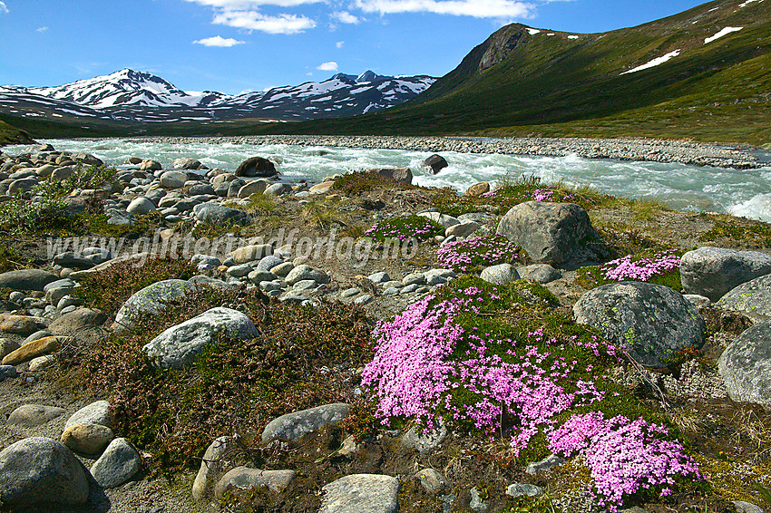 På en liten øy i Muru på breelvsletta elva danner ca. midtveis opp i Memurudalen. Fjellsmellen (Silene acaulis) er vanlig i Jotunheimen, men så nydelige, store og tette tuer som her er svært sjeldne å finne. 