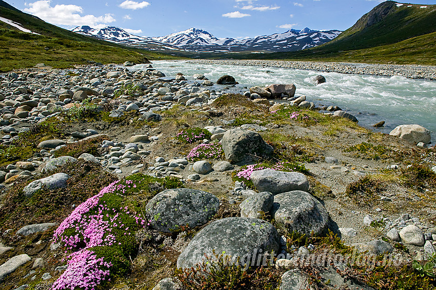 På en liten øy i Muru på breelvsletta elva danner ca. midtveis opp i Memurudalen. Fjellsmellen (Silene acaulis) er vanlig i Jotunheimen, men så nydelige, store og tette tuer som her er svært sjeldne å finne. 