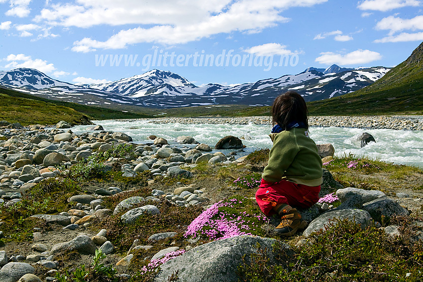 På en liten øy i Muru på breelvsletta elva danner ca. midtveis opp i Memurudalen. Liten jente blant flotte fjellsmelletuer (Silene acaulis), med Storådalshøe (1888 moh) som blikkfang i bakgrunnen.