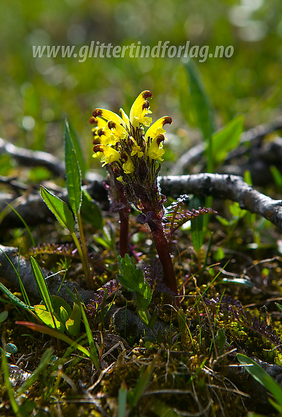 Gullmyrklegg (Pedicularis oederi) ved stien langs sørbredden av Muru.