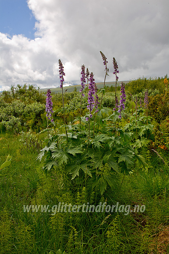 Storvokst tyrihjelm ( Aconitum septentrionale) nær Veolie i nedre Veodalen. Stornubben (2174 moh) anes så vidt i skyene i bakgrunnen.