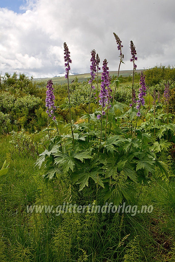 Storvokst tyrihjelm ( Aconitum septentrionale) nær Veolie i nedre Veodalen. Stornubben (2174 moh) anes så vidt i skyene i bakgrunnen.