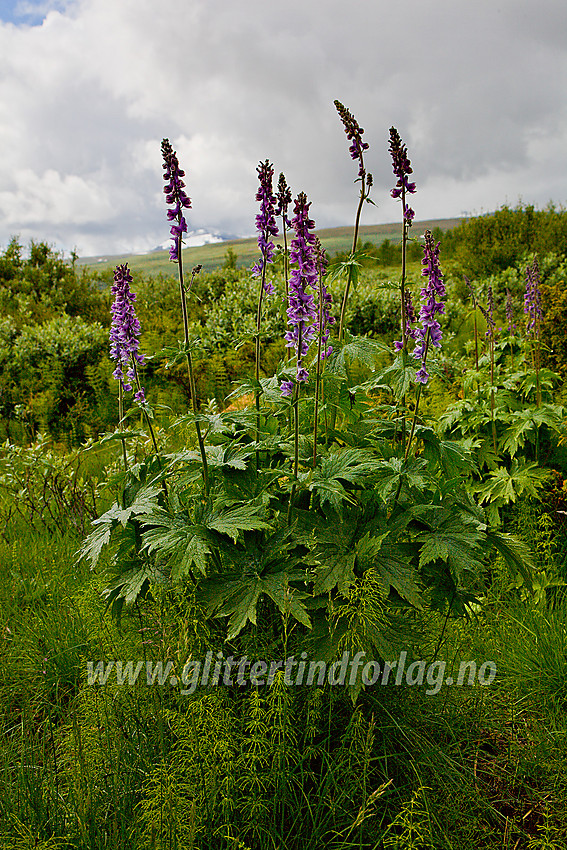 Storvokst tyrihjelm ( Aconitum septentrionale) nær Veolie i nedre Veodalen. Stornubben (2174 moh) anes så vidt i skyene i bakgrunnen.