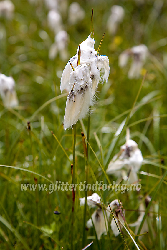 Regnvåt breimyrull (Eriophorum latifolium) ved Veolie.