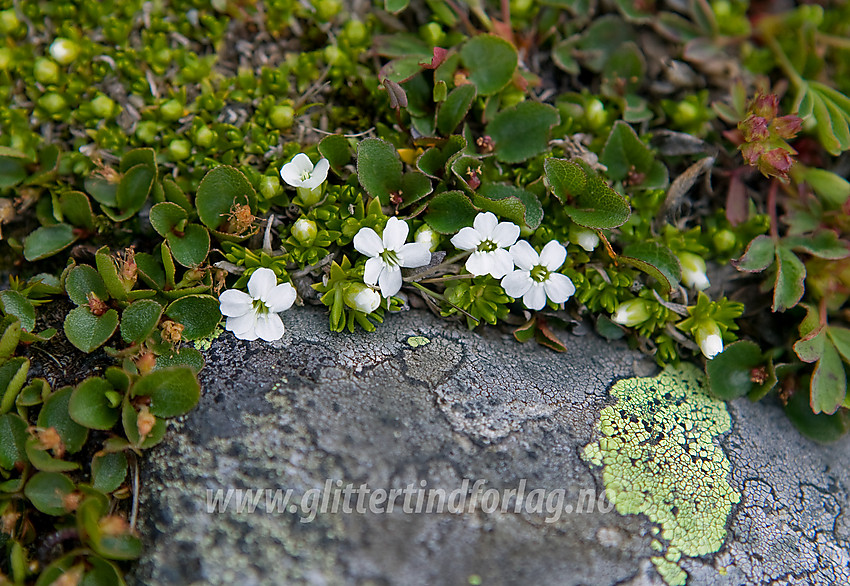 En hvit fjellsmelle (Silene acaulis) - raritet, mutasjon eller albino? 