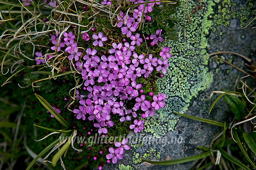 Fjellsmelle (Silene acaulis) i Veodalen.