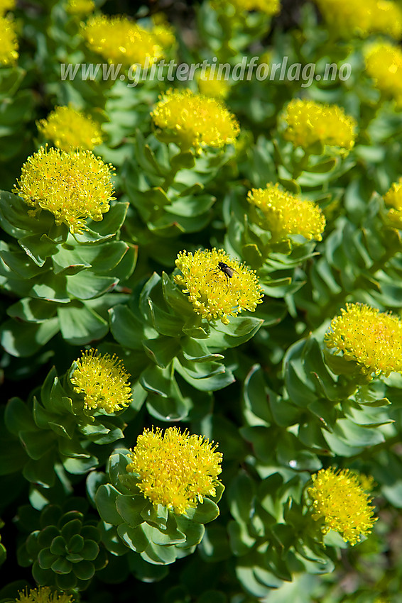 Staselig rosenrot (Rhodiola rosea) ved stien opp mot Veslglupen.