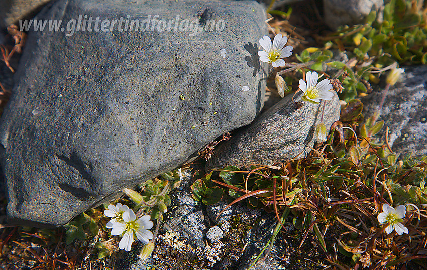 Fjellarve (Cerastium alpinum) på Juvflye. Plantene her oppe i den værutsatte steinørkenen søker ly bak og mellom steine og forblir små og kortvokste.