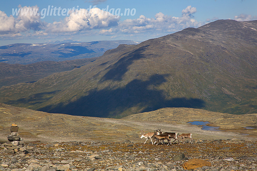 Reinsdyr ved stien fra Juvasshytta mot Raubergstulen.