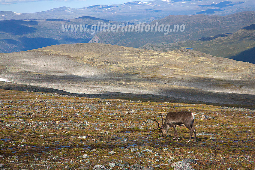 Reinsdyr ved stien fra Juvasshytta mot Raubergstulen.