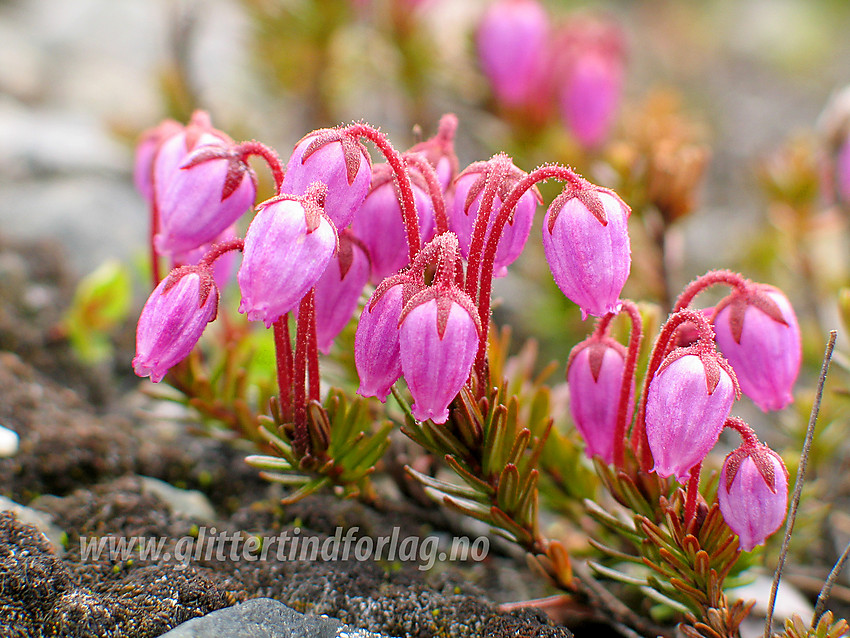 Blålyng (Phyllodoce caerulea) i Leirdalen.