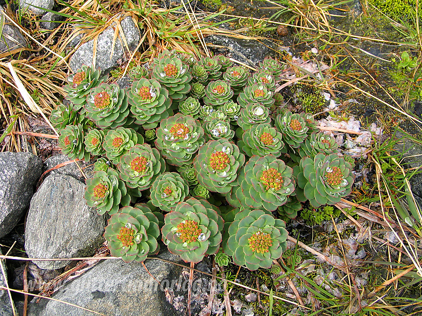 Rosenrot (Rhodiola rosea) i Leirdalen, på vei opp mot Storbreahøe.