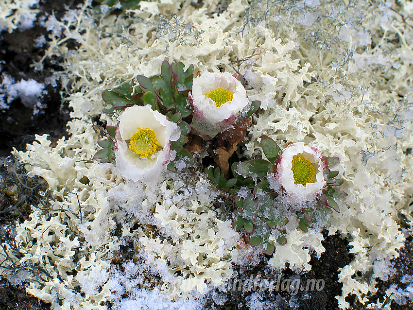 Issoleie (Ranunculus glacialis), som ble overrasket av en sommersnøbyge, på toppen av Storbreahøe.