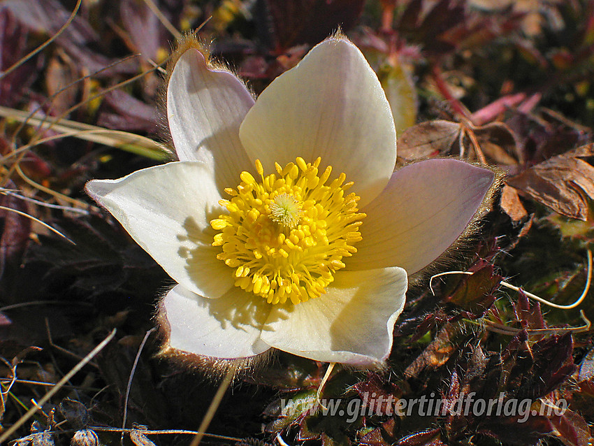 Mogop (Pulsatilla vernalis) ved Hulderstigen i Sjodalen.