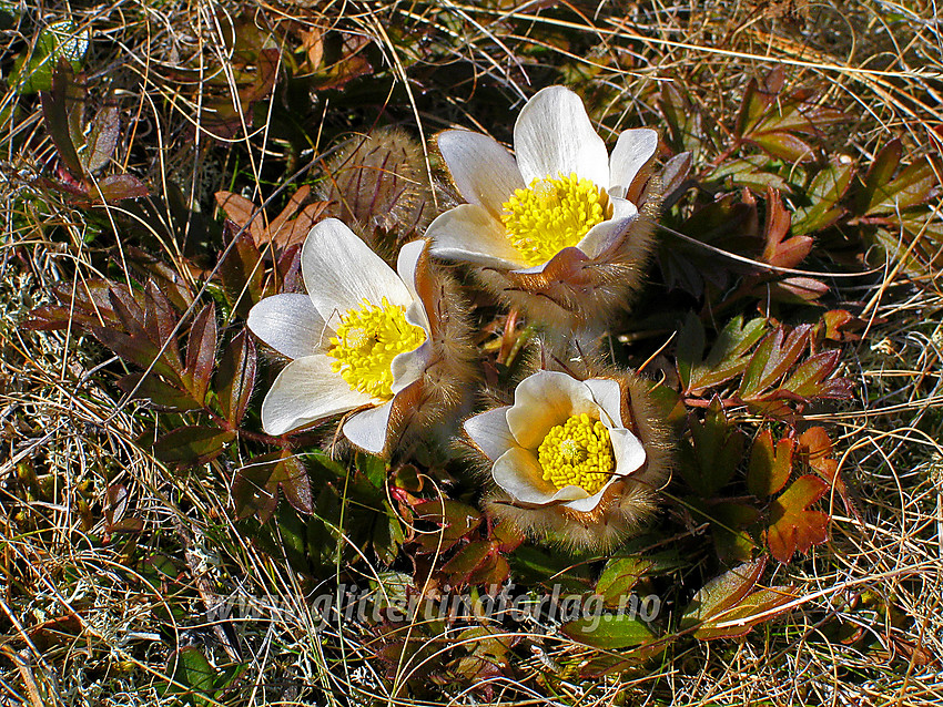 Mogop (Pulsatilla vernalis) ved Hulderstigen i Sjodalen.