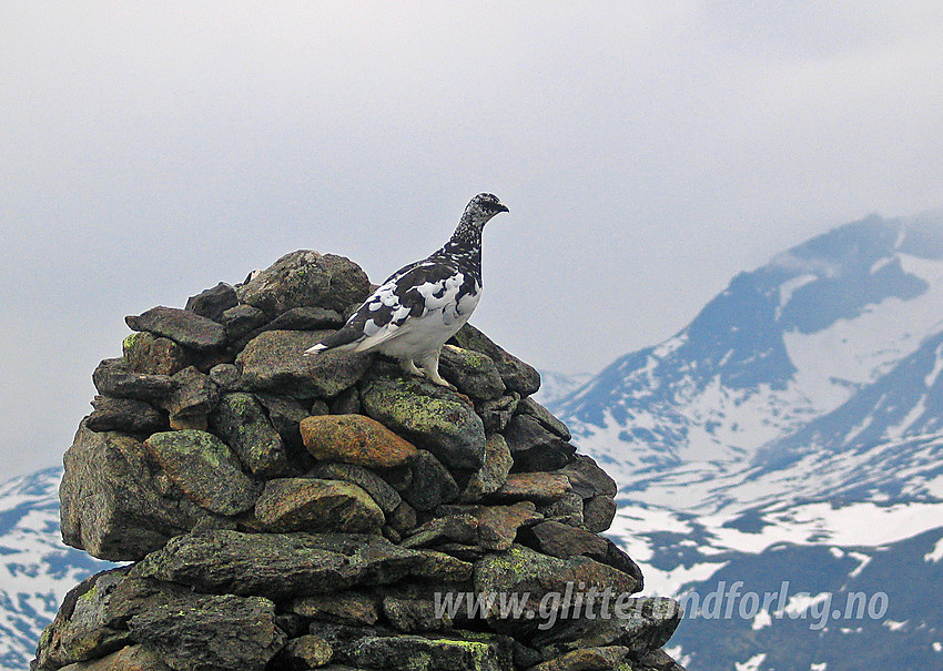 Fjellrype (Lagopus muta) på toppvarden av Knutshøe (1517 moh).