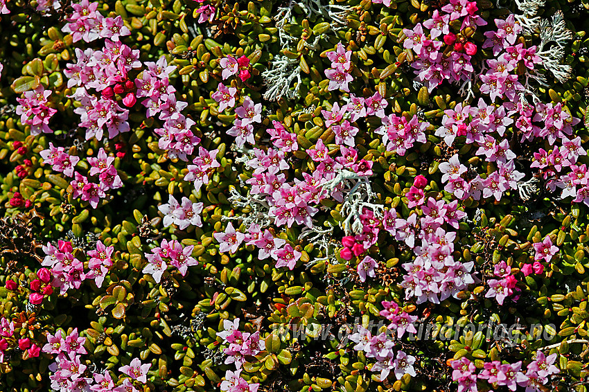 Greplyng (Loiseleuria procumbens) er tidlig ute med blomstringen. Her på vei mot Bitihorn (1607 moh).