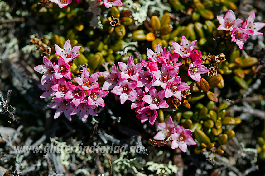 Greplyng (Loiseleuria procumbens) er tidlig ute med blomstringen. Her på vei mot Bitihorn (1607 moh). 