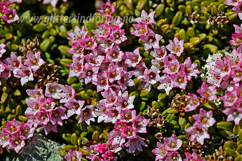 Greplyng (Loiseleuria procumbens) er tidlig ute med blomstringen. Her på vei mot Bitihorn (1607 moh). 