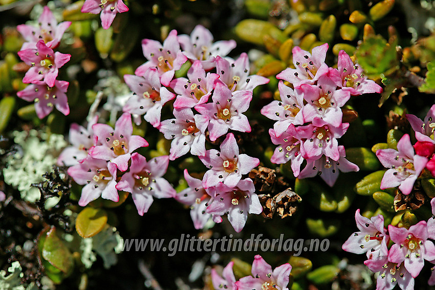 Greplyng (Loiseleuria procumbens) er tidlig ute med blomstringen. Her på vei mot Bitihorn (1607 moh). 