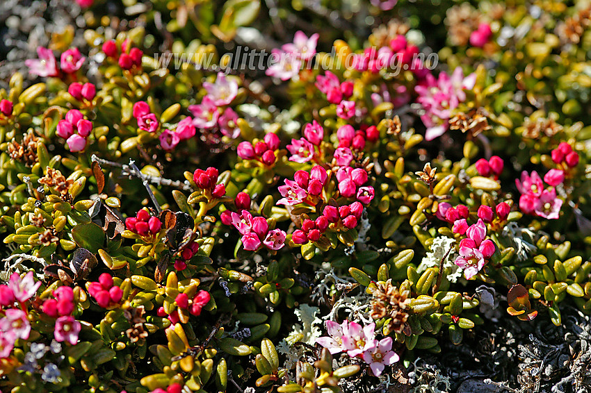 Greplyng (Loiseleuria procumbens) er tidlig ute med blomstringen. Her på vei mot Bitihorn (1607 moh). 