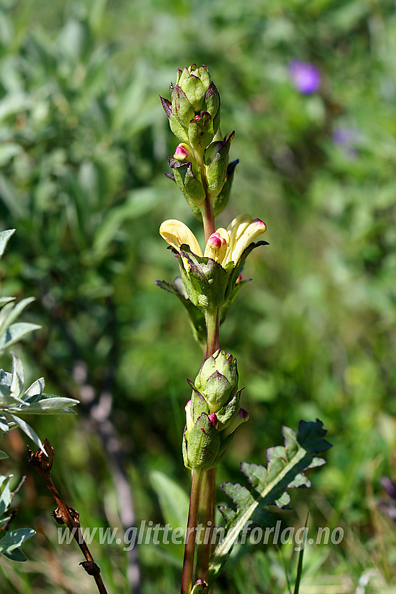 Kongsspir (Pedicularis sceptrum-carolinum) i lia ovenfor Torfinnsbu.