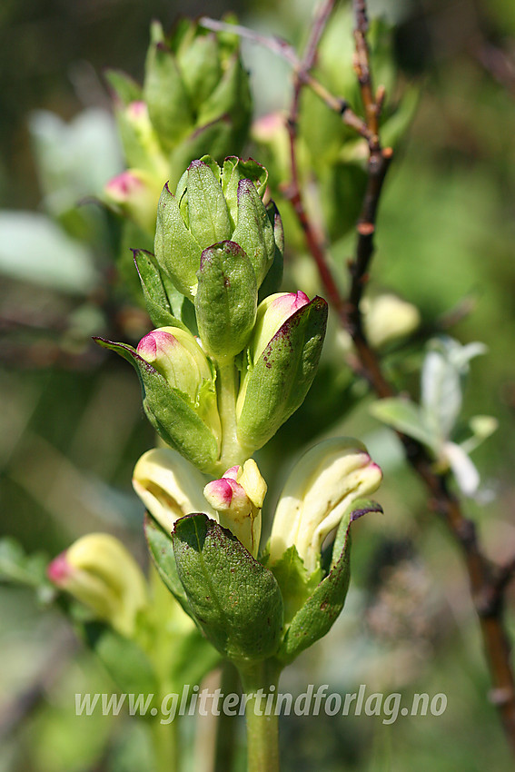 Kongsspir (Pedicularis sceptrum-carolinum) i lia ovenfor Torfinnsbu.