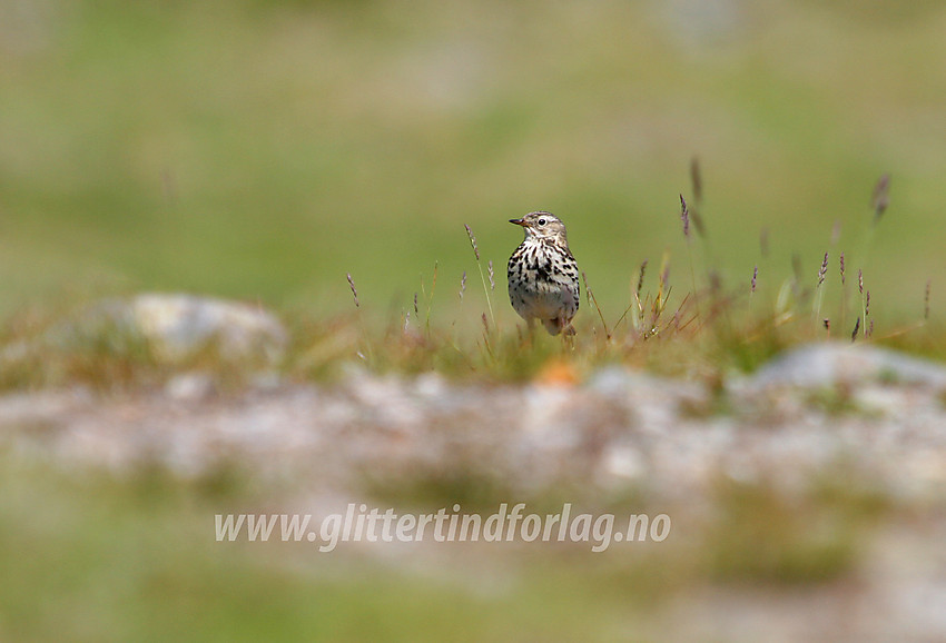 Heipiplerka (Anthus pratensis) trives på åpen fjellhei som her i Torfinnsdalen.