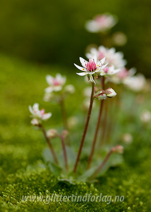 Stjernesildre (Saxifraga stellaris) i Langedalen.